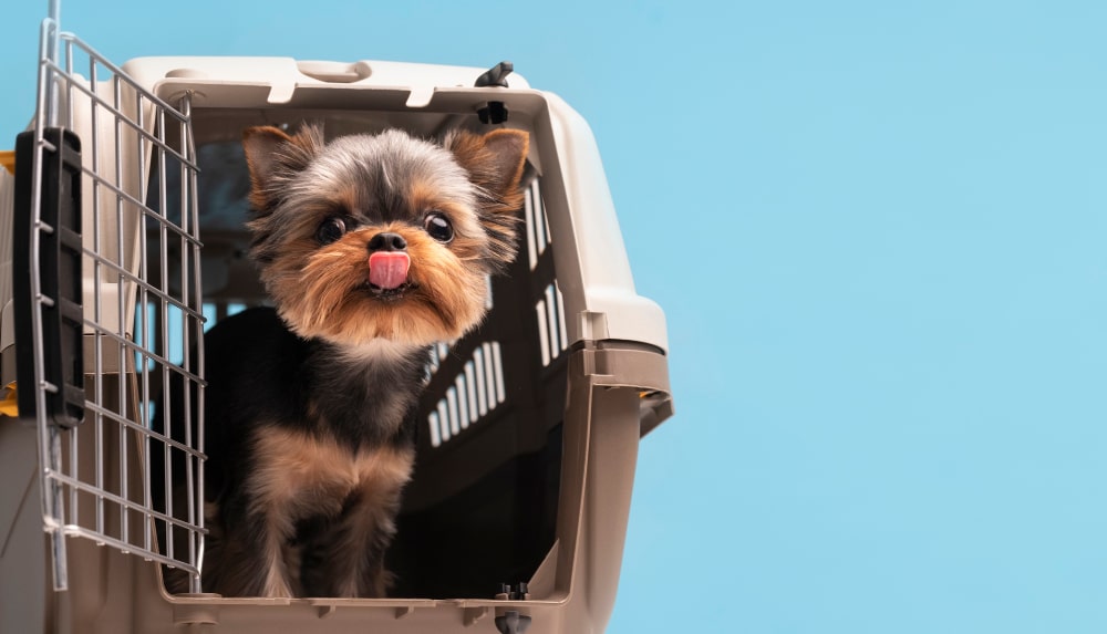 Cost To Get a Dog From India to the USA- Pet Friendly Airlines