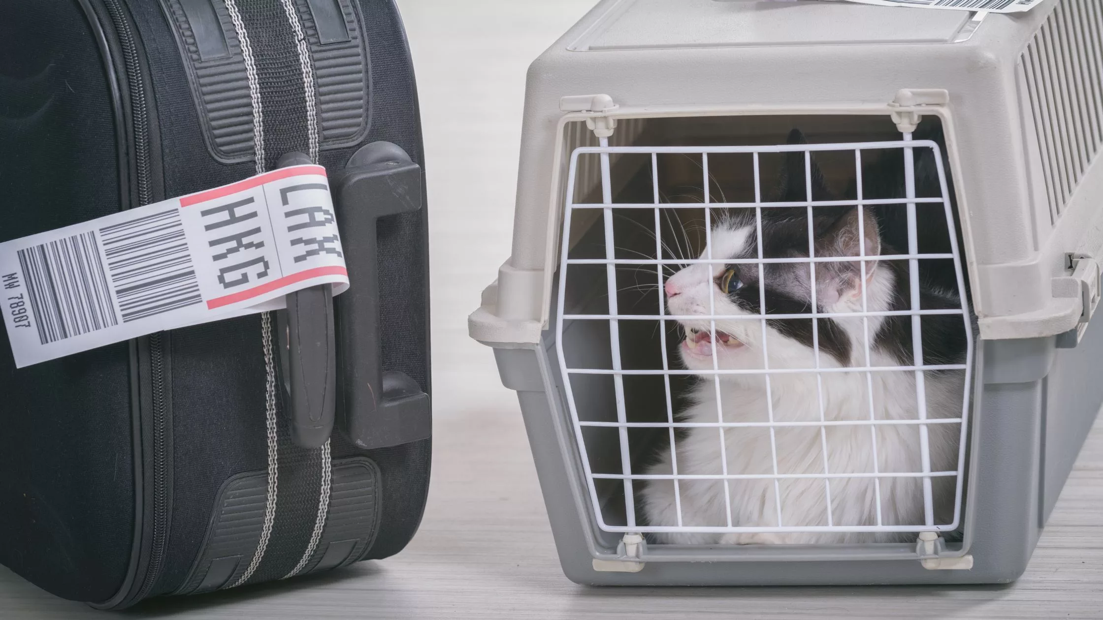 Which Airlines Allow Pets in Cabins? A Comprehensive Guide for Travellers with Furry Companions